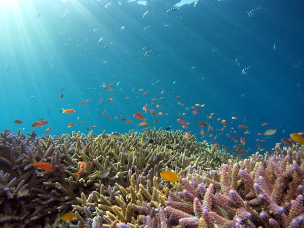 Red Sea Diving Experience